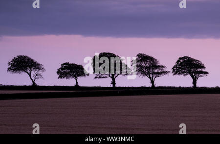 Rousdon, Devon, 12 septembre 2019. Météo France : La lune croissante éclaire un ciel d'automne moody dans les régions rurales de l'est du Devon. Une rangée de cinq arbres se profilent dans le crépuscule. Le vendredi une pleine lune des moissons sera visible au Royaume-Uni. Credit : Celia McMahon/Alamy Live News. Banque D'Images