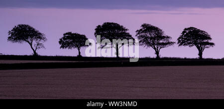 Rousdon, Devon, 12 septembre 2019. Météo France : La lune croissante éclaire un ciel d'automne moody dans les régions rurales de l'est du Devon. Une rangée de cinq arbres se profilent dans le crépuscule. Le vendredi une pleine lune des moissons sera visible au Royaume-Uni. Credit : Celia McMahon/Alamy Live News. Banque D'Images