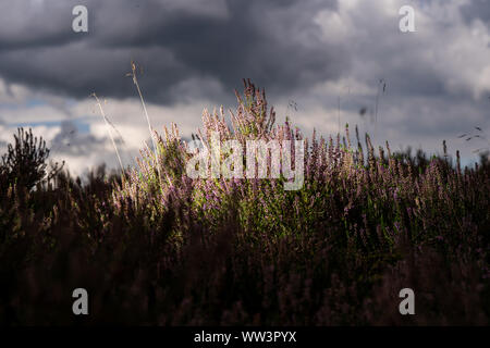 Violet bruyère commune (Calluna vulgaris) champs de bruyère en fleurs dans le parc national des Pays-Bas, champs de fleurs en Août Banque D'Images