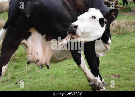 Vache noir et blanc qui sort une très longue langue. Banque D'Images