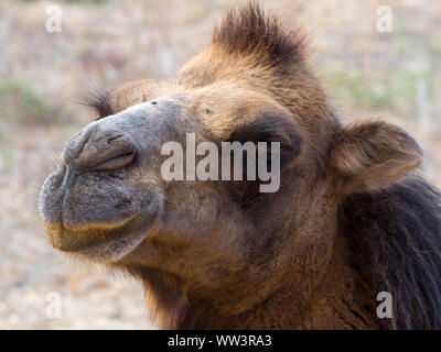 Portrait d'un chameau close up Banque D'Images