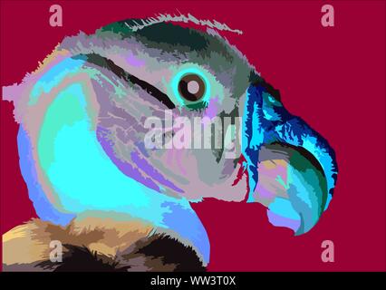 Condor des Andes péruviennes ilustration, big eagle bird que vous pouvez trouver dans le cañon de colca à Arequipa Banque D'Images