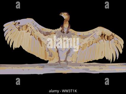 Condor des Andes péruviennes ilustration, big eagle bird que vous pouvez trouver dans le cañon de colca à Arequipa Banque D'Images