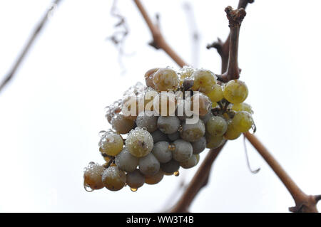 Raisins isolés avec des gouttes par jziprian Banque D'Images