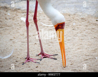 Le bec jaune sauvage stork (Mycteria ibis), la cigogne en bois, ibis Ciconiidae, un grand animal d'Afrique dans la liberté, l'alimentation, l'alimentation des fourmis Banque D'Images