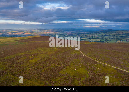 Vie de l'antenne au-dessus de la crête des hautes terres de pâturage avec des moutons au lever du soleil dans le Shropshire, Angleterre Banque D'Images