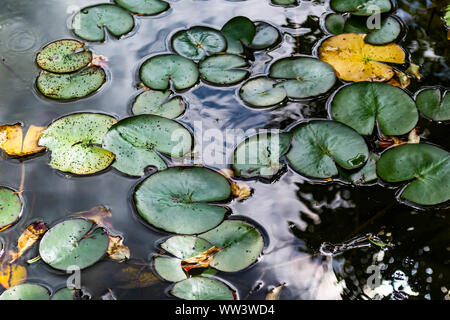 Lilypads flottent dans un cluster sur la surface d'un étang Banque D'Images