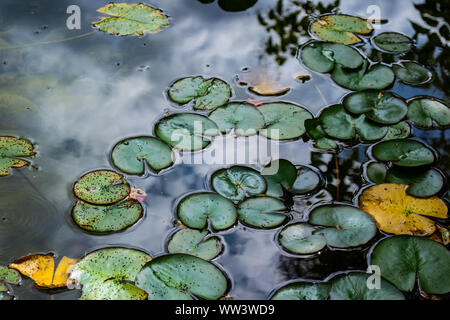Lilypads flottent dans un cluster sur la surface d'un étang Banque D'Images