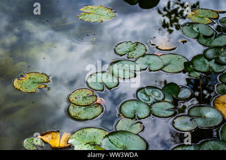Lilypads flottent dans un cluster sur la surface d'un étang Banque D'Images