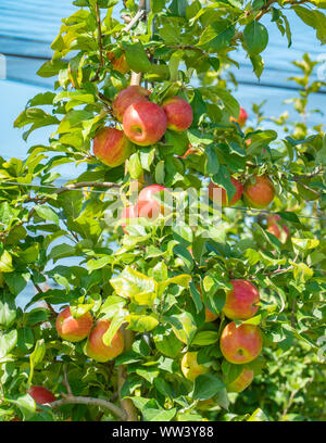 Roulement arbre venu Honey Crisp pommes dans la région de Blue Mountain de l'Ontario, Canada. Banque D'Images