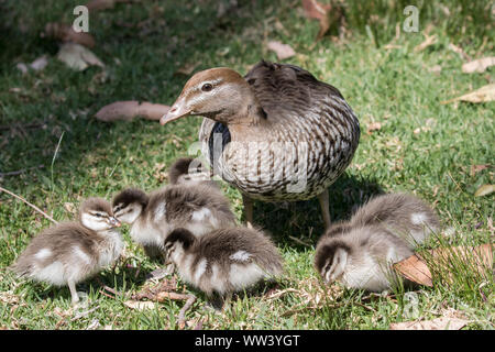 Canard en bois australien avec canetons Banque D'Images