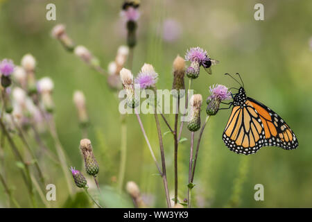 Papillon monarque, Danaus plexippus, sur les fleurs de centaurée rose sur un matin d'été ensoleillé Banque D'Images