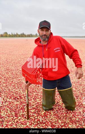 Agriculteur en veste de pluie avec le râteau à la récolte des canneberges rouges flottant à la surface des marais inondés, à la ferme à l'extérieur de Wisconsin Rapids, Wisconsin, États-Unis Banque D'Images