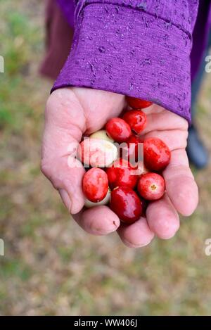 Close up of woman holding freshly harvested canneberges rouge vif au Cranberry Marsh sur ferme à l'extérieur de Wisconsin Rapids, Wisconsin, États-Unis Banque D'Images