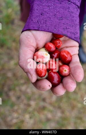 Close up of woman holding freshly harvested canneberges rouge vif au Cranberry Marsh sur ferme à l'extérieur de Wisconsin Rapids, Wisconsin, États-Unis Banque D'Images