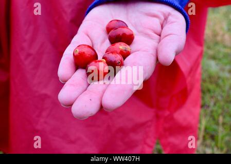 Close up of woman holding freshly harvested canneberges rouge vif au Cranberry Marsh sur ferme à l'extérieur de Wisconsin Rapids, Wisconsin, États-Unis Banque D'Images