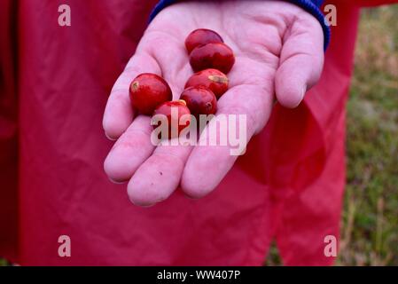 Close up of woman holding freshly harvested canneberges rouge vif au Cranberry Marsh sur ferme à l'extérieur de Wisconsin Rapids, Wisconsin, États-Unis Banque D'Images