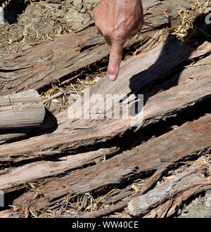 Finger pointing at western fence lizard se cacher dans l'écorce des arbres le long de l'Alameda Creek Trail, en Californie Banque D'Images