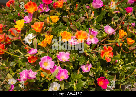 Belle mousse rose, nom latin Porticula grandiflora avec des fleurs aux couleurs incroyables en rouge, jaune, orange et rose Banque D'Images