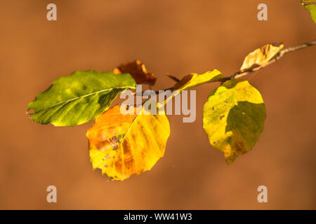 Marron et jaune Collection Automne feuilles de hêtre européen (Fagus sylvatica) sur une branche dans une forêt mis en évidence par la lumière du soleil sur le feuillage Banque D'Images