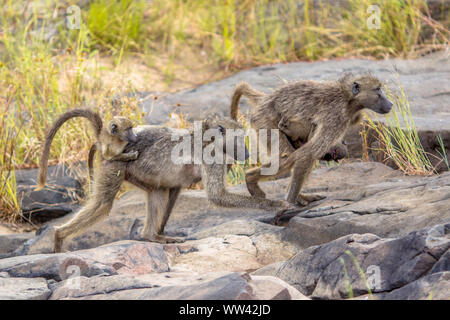 Deux babouin Chacma (Papio ursinus) Animaux mère marcher avec les jeunes sur le pont dans le parc national Kruger en Afrique du Sud Banque D'Images