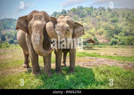 Le comportement animal affectueux comme deux éléphants asiatiques femelles adultes en contact avec leurs malles et visages. Les régions rurales du nord de la Thaïlande. Banque D'Images