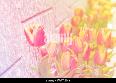 Magnifiques tulipes fleurs éclatantes sur le mur arrière-plan. abstract colorful ton. Banque D'Images