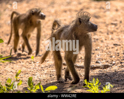 Deux babouins Chacma (Papio ursinus) marche sur la savane dans le parc national Kruger en Afrique du Sud Banque D'Images