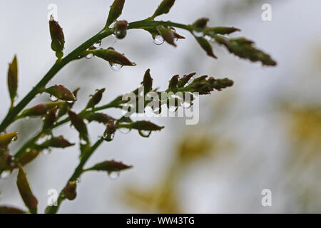 Les gouttelettes d'eau sur les bourgeons sur un balai bush Amérique cytisus scoparius ou spachianus au printemps en Italie Banque D'Images