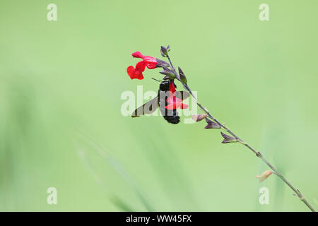 Abeille charpentière xylocopa violacea nom Latin se nourrissant de fleurs écarlates royal sage salvia x jamensis bumble ou close up en Italie en fleurs au printemps Banque D'Images