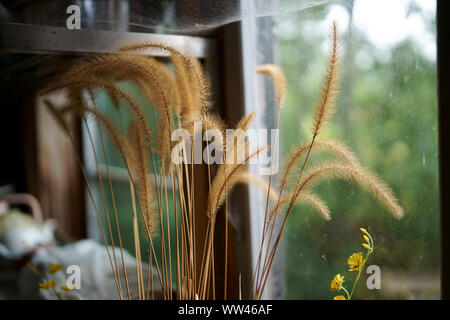 Fenêtre par blé Banque D'Images