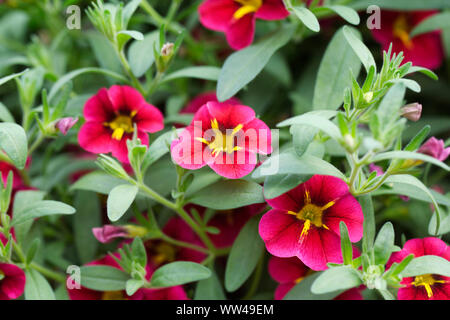 Calibrachoa Starlight Cherry flowers. Banque D'Images