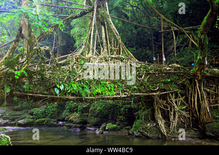 Les racines vivantes dans Mawlynnong pont Haïfa, Shillong, avec beaucoup de vert des arbres et de l'eau qui coule Banque D'Images