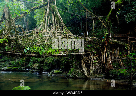 Les racines vivantes dans Mawlynnong pont Haïfa, Shillong, avec beaucoup de vert des arbres et de l'eau qui coule Banque D'Images