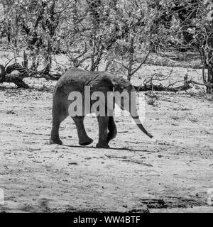 Veau de l'éléphant d'un trou à waterig dans le sud de la savane africaine Banque D'Images