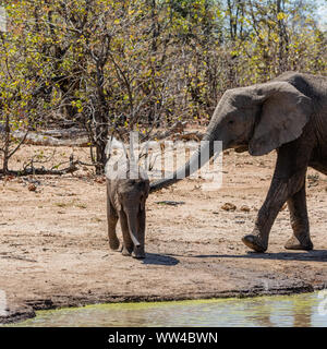 L'éléphant à un trou waterig dans le sud de la savane africaine Banque D'Images