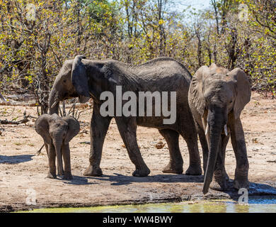 L'éléphant à un trou waterig dans le sud de la savane africaine Banque D'Images
