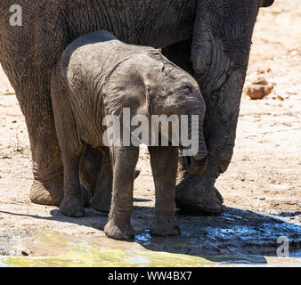 Veau de l'éléphant d'un trou à waterig dans le sud de la savane africaine Banque D'Images