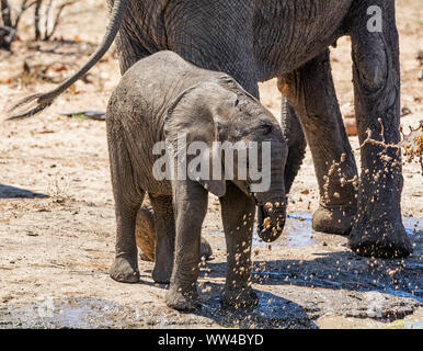 Veau de l'éléphant d'un trou à waterig dans le sud de la savane africaine Banque D'Images