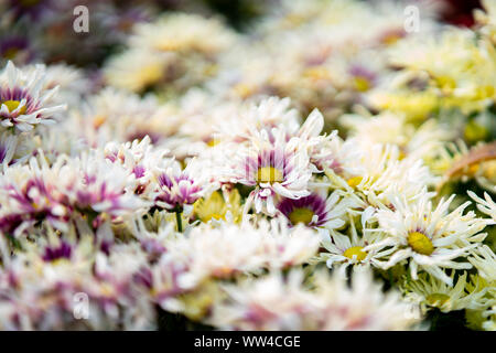 Diverses espèces et chrysanthèmes colorés qui fleurit dans le jardin. Banque D'Images