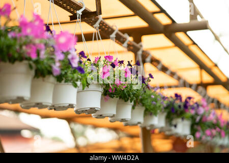 Paniers de fleurs suspendus pétunia sur balcon. Pétunia fleur en plante ornementale. Banque D'Images