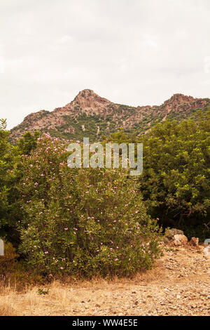 Nerium oleander Oleander dans la réserve WWF Monte Arcosu près de Capoterra Sardaigne Italie Banque D'Images