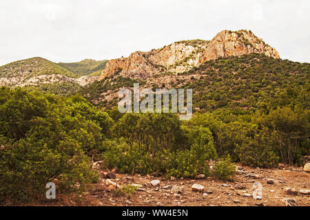 Nerium oleander Oleander dans la réserve WWF Monte Arcosu près de Capoterra Sardaigne Italie Banque D'Images