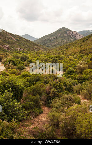 Nerium oleander Oleander dans la réserve WWF Monte Arcosu près de Capoterra Sardaigne Italie Banque D'Images