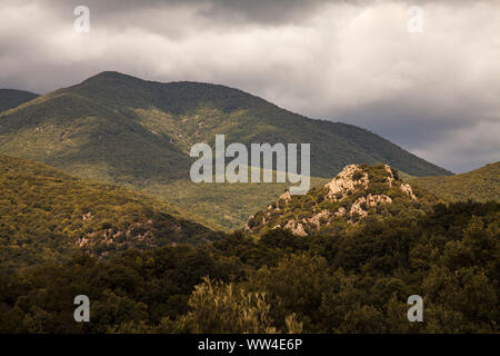 Nerium oleander Oleander dans la réserve WWF Monte Arcosu près de Capoterra Sardaigne Italie Banque D'Images