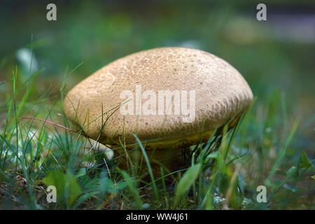 Seul tour 'Xerocomellus Chrysenteron" des champignons, aussi connu sous le nom de "craquage" rouge Bolet à court, épais et d'épaisseur de la peau à l'échelle Banque D'Images