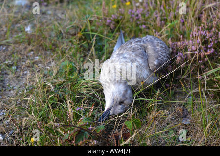 Les jeunes morts 'Larus argentatus''Hering Sea Gull bird lying on grass entre côté Banque D'Images