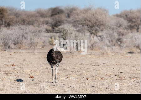 Une autruche d'Afrique du Sud -Struthio camelus australis-, également connu sous le nom de l'Autruche à cou noir, le sud de l'autruche, ou Cape Autruche, marche sur les plaines d'Etosha National Park, Namibie. Banque D'Images