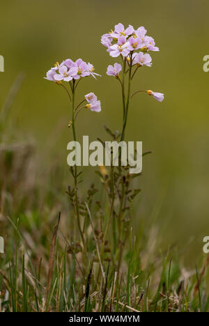 Cuckooflower, Cardamine pratensis, en fleurs au printemps dans les prairies humides. Banque D'Images