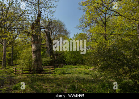 Vieux chênes dans Halltorps Häge woodland, Oland, Sweden. Banque D'Images